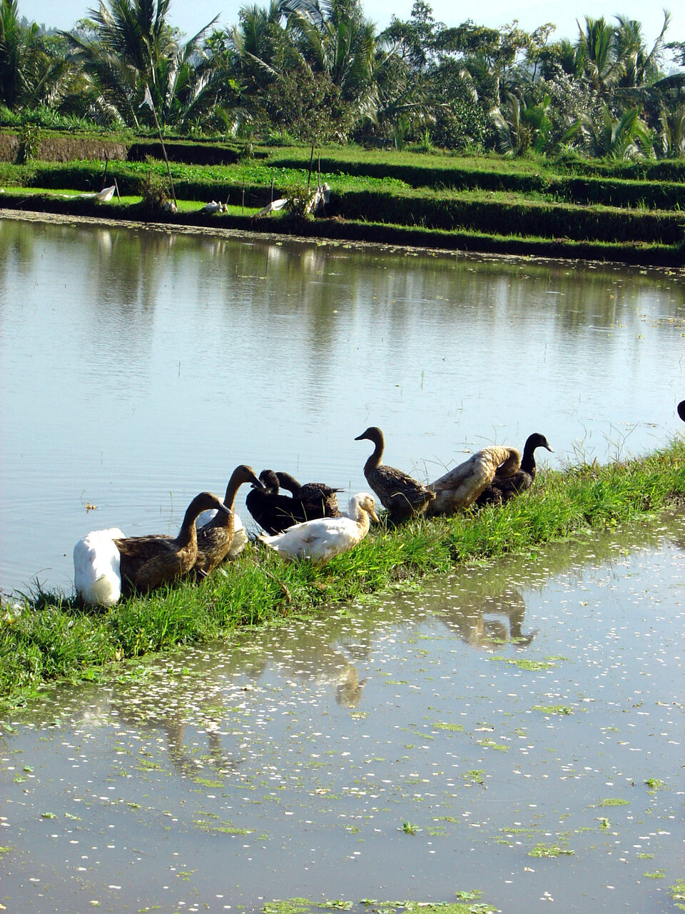 Ducks in a rice field in Bali
