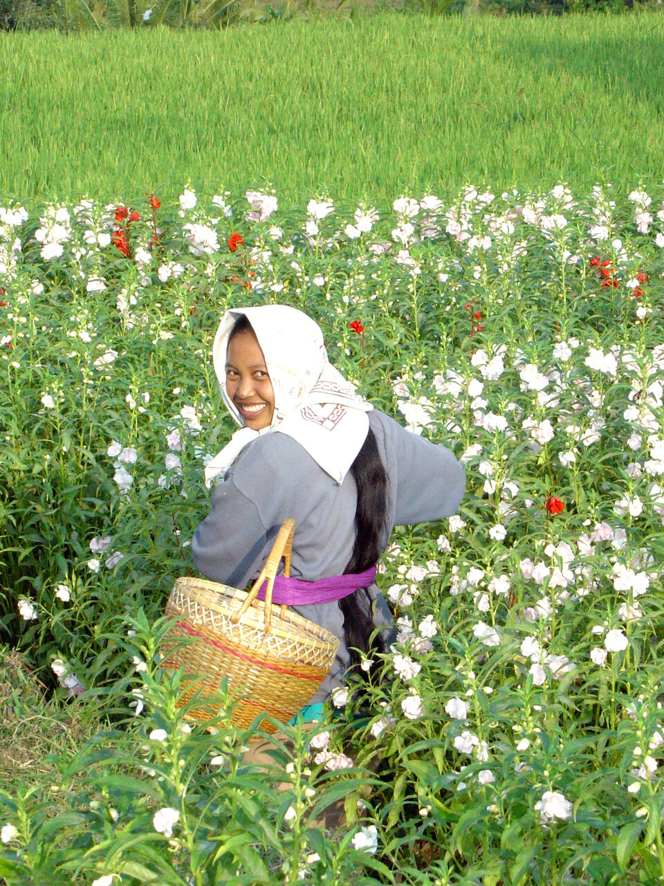 Balinese girl picking flowers for offerings