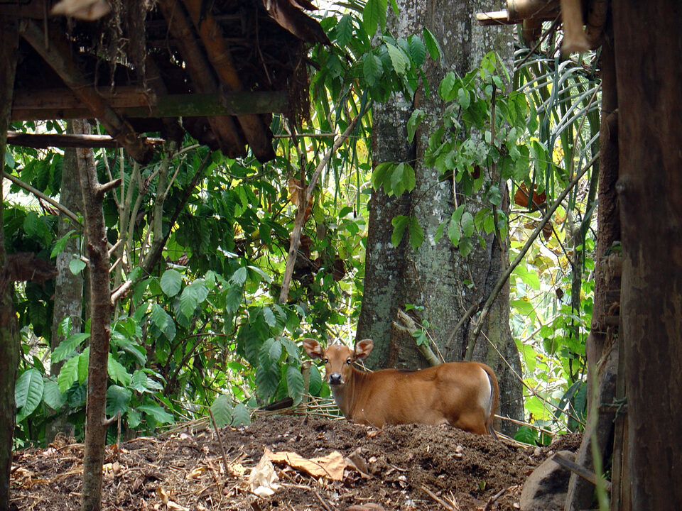 Bali Rind in the Hinterland
