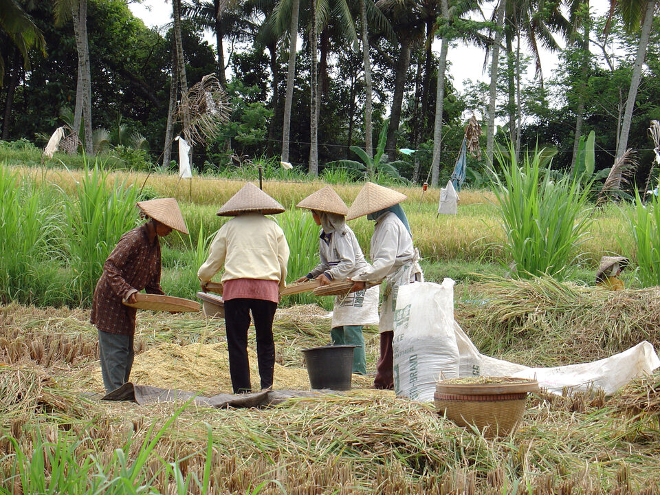 rice harvest in Bali