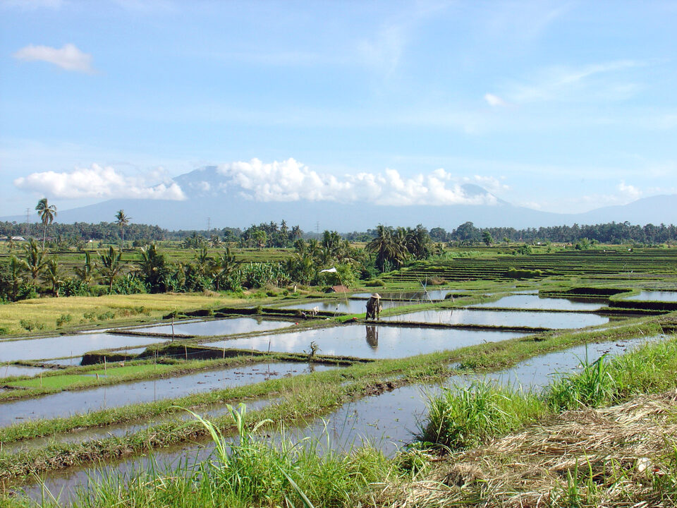 Reisfeldlandschaft with Berge in Bali