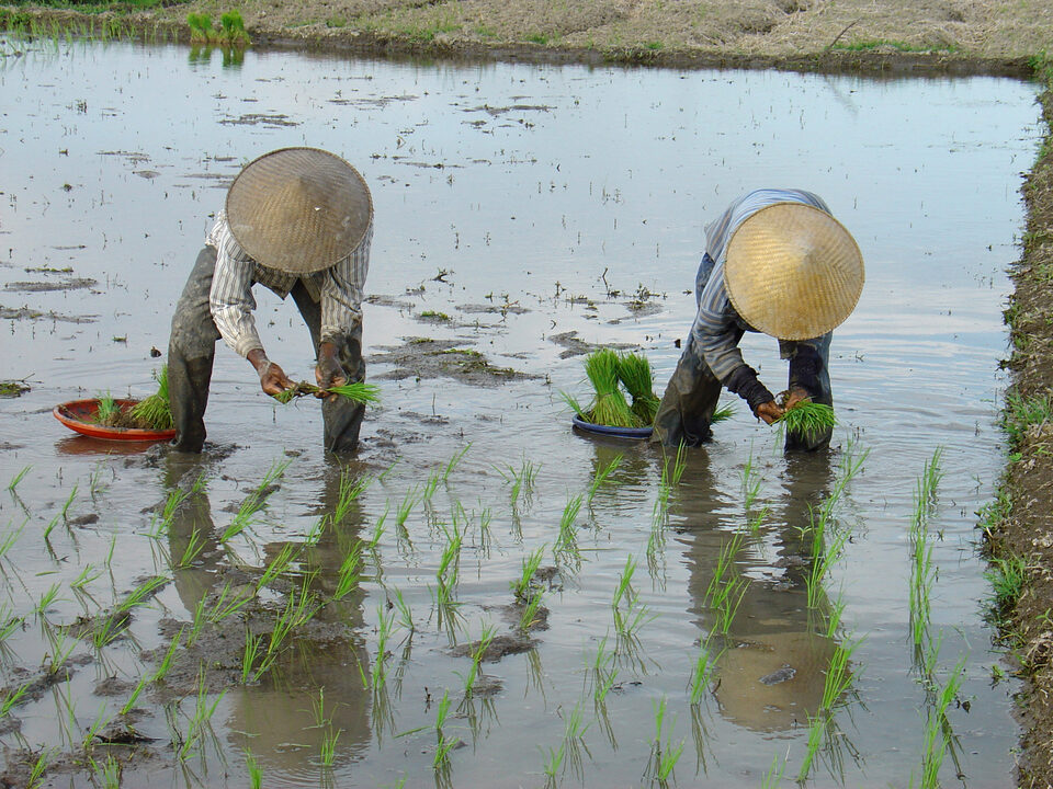 rice farmers beim einstecken the Reissetzlinge