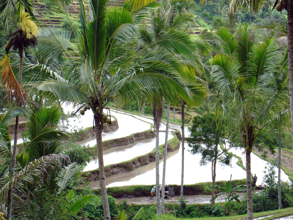 Reisterrassenlandschaft in Bali