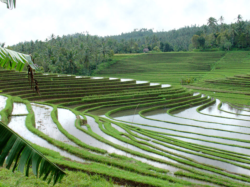 Kunstvoll geschwungene rice terraces in Westbali