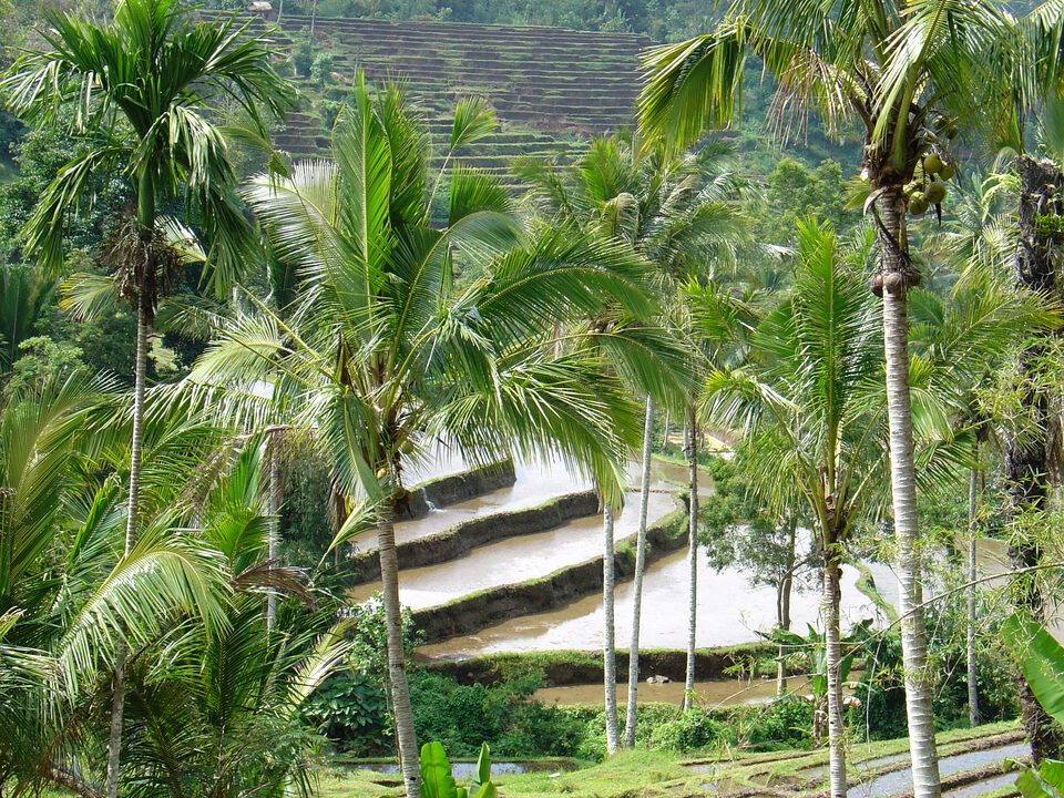 Balis berühmte  rice terraces