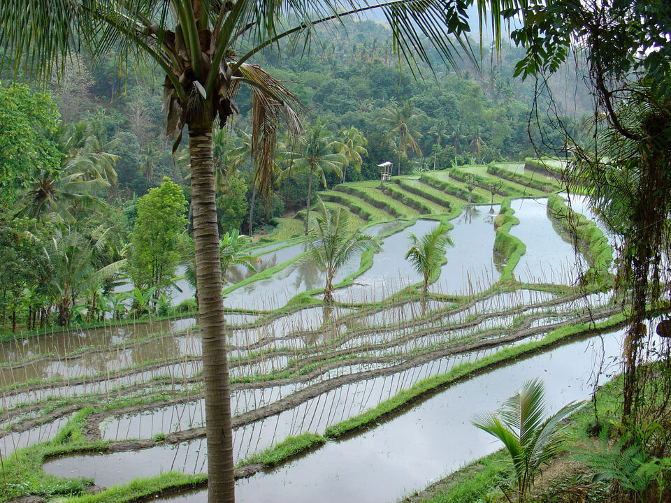 Rice terraces in Bali