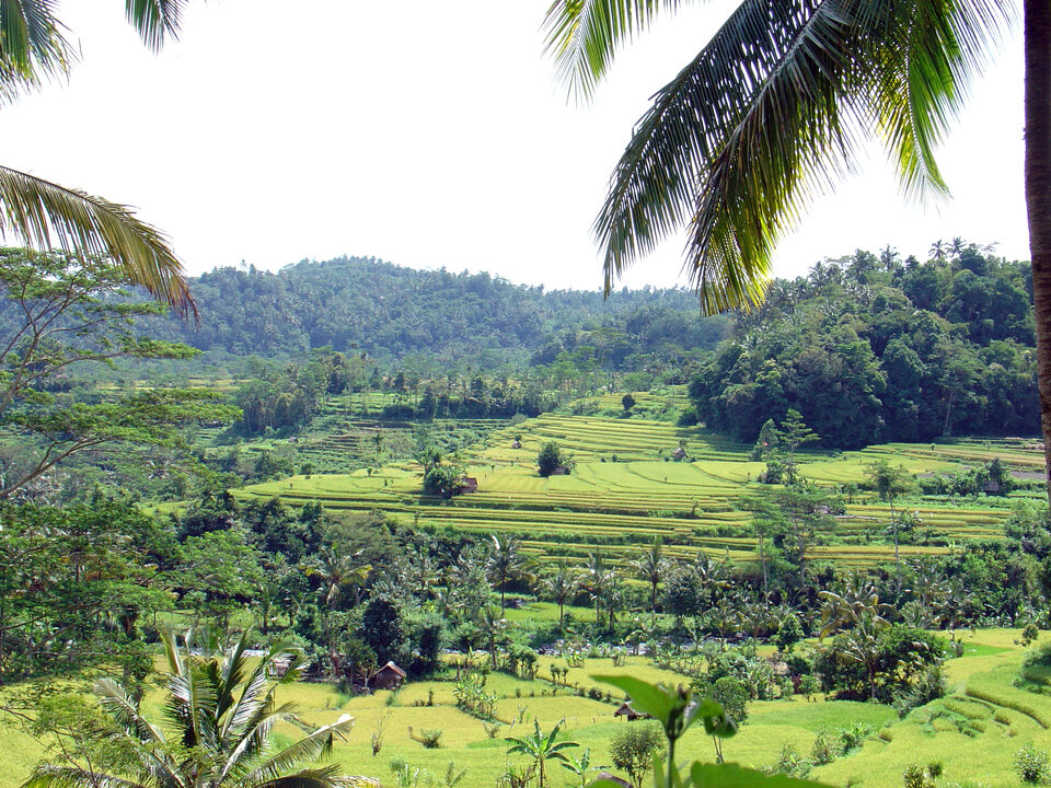 rice terraces in Ostbali