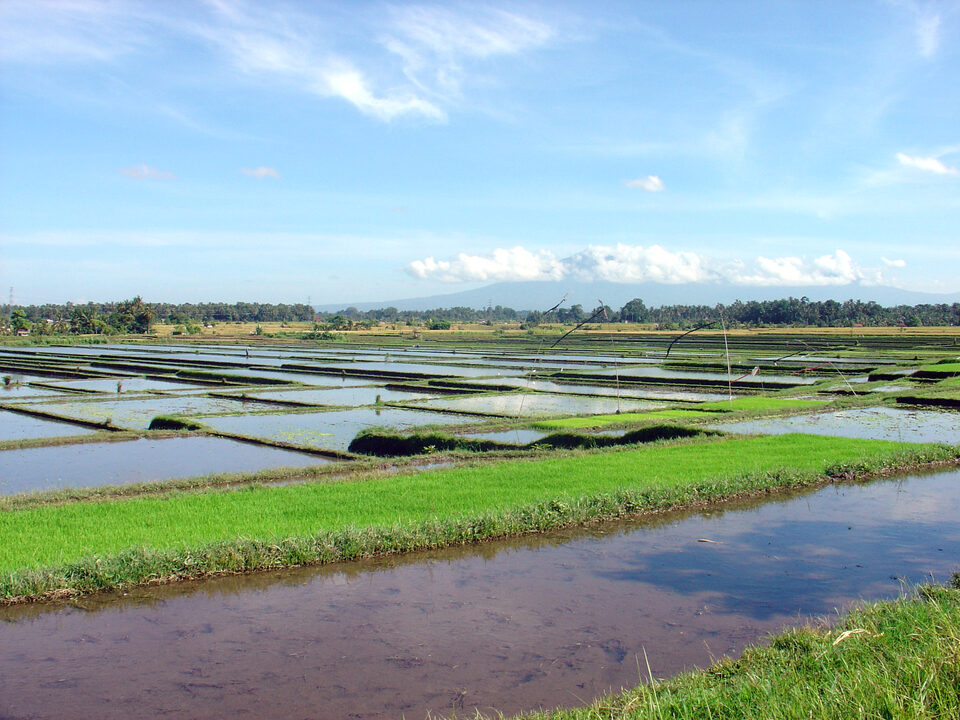 Reisfeldlandschaft near Mengwi