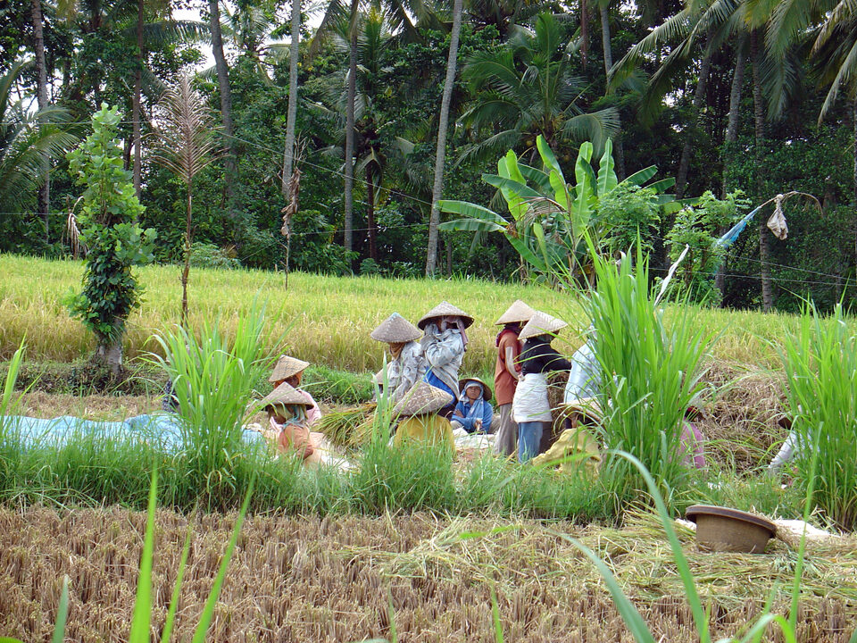 rice farmers near the Ernte
