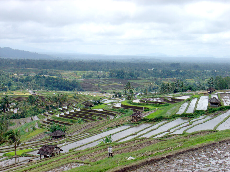 Rice terrace landscape in Bali