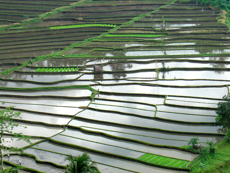 Rice terraces in Bali