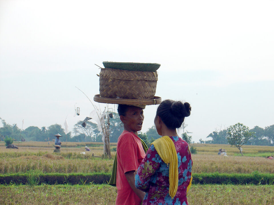 Tratsch near the rice harvest