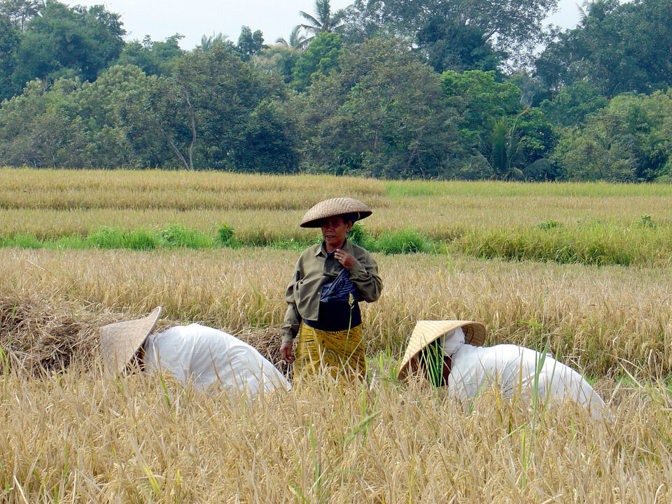 rice harvest in Bali