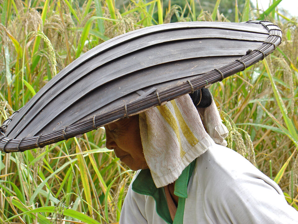 rice harvest in den Bergen