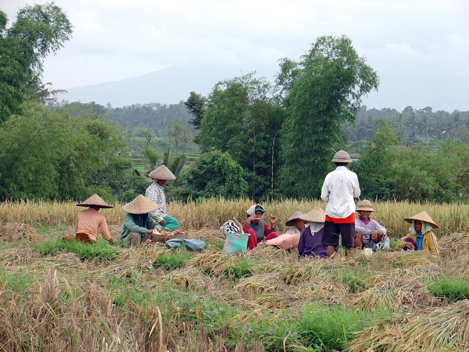 Rast near the rice harvest