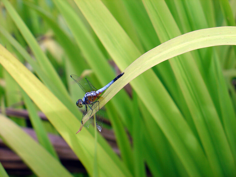 Bali Libelle auf Futtersuche in the Gras