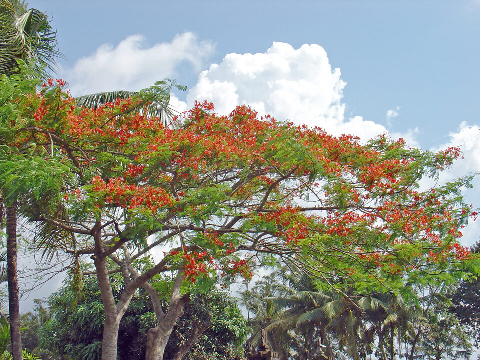 Flamboyant tree in full bloom