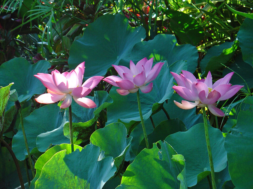 Indischer Lotus at frühen Morgen